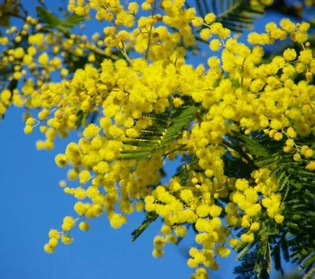 Studio Clim Wifi Centre Historique De Les Mimosas Appartamento *